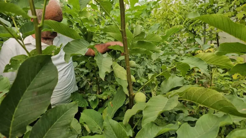 Tescilli Adilcevaz Ceviz Fidanları Türkiye Üreticileriyle Buluşuyor