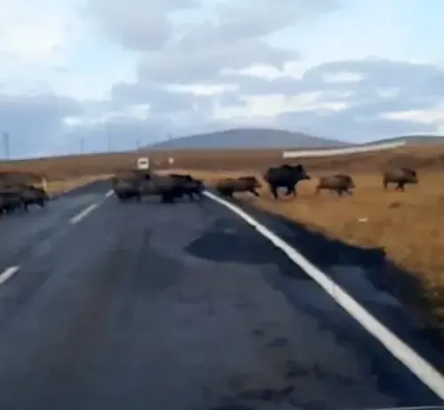 Kars Ve Göle Arasındaki Karayolunda Yaban Domuzu Sürüsü Görüntülendi
