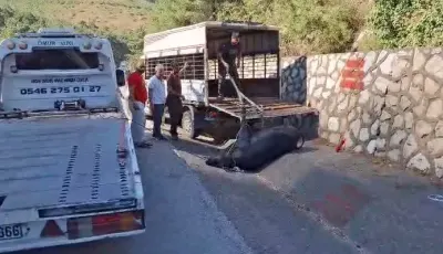 Mersin'de Kamyonetten Düşen Büyükbaş Hayvan Sakinleştirici İğneyle Yakalandı