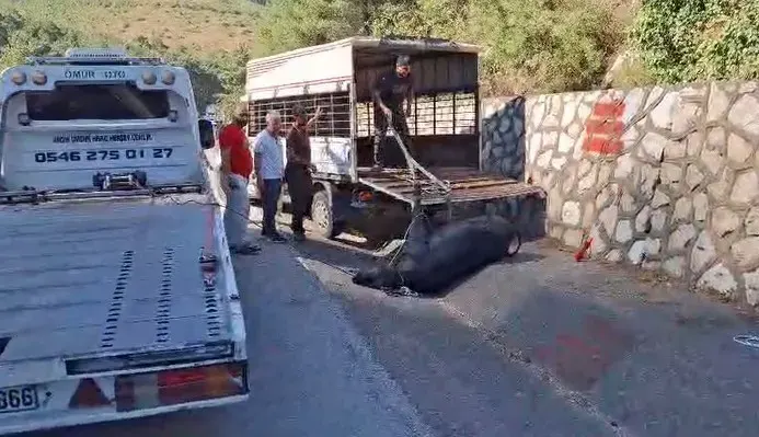 Mersin'de Kamyonetten Düşen Büyükbaş Hayvan Sakinleştirici İğneyle Yakalandı