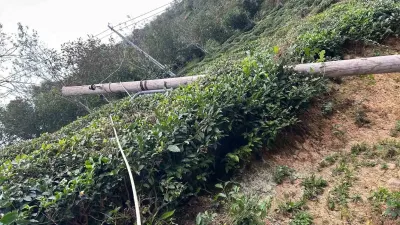 Artvin'de Şiddetli Rüzgâr Ağaçları Devirdi ve Maddi Hasara Yol Açtı
