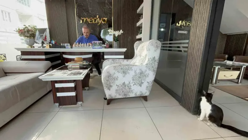 Batman'daki Bir Matbaa İşletmesi Sokak Kedilerine Yuva Oldu