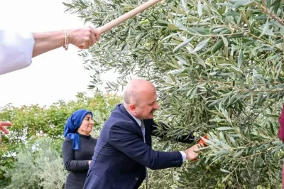 Aydın Valisi Osman Varol Dünya Kadın Çiftçiler Günü’nde Zeytin Hasadı Yaptı