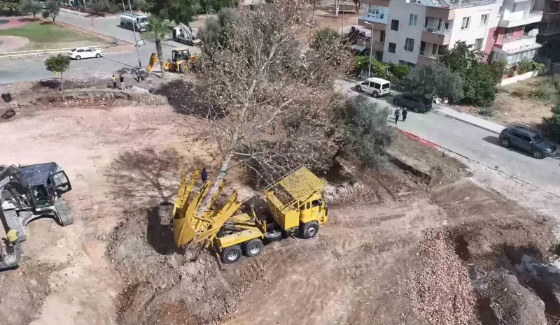 Didim Belediyesi Kaykay Parkı İnşaatında Ağaç Hassasiyeti