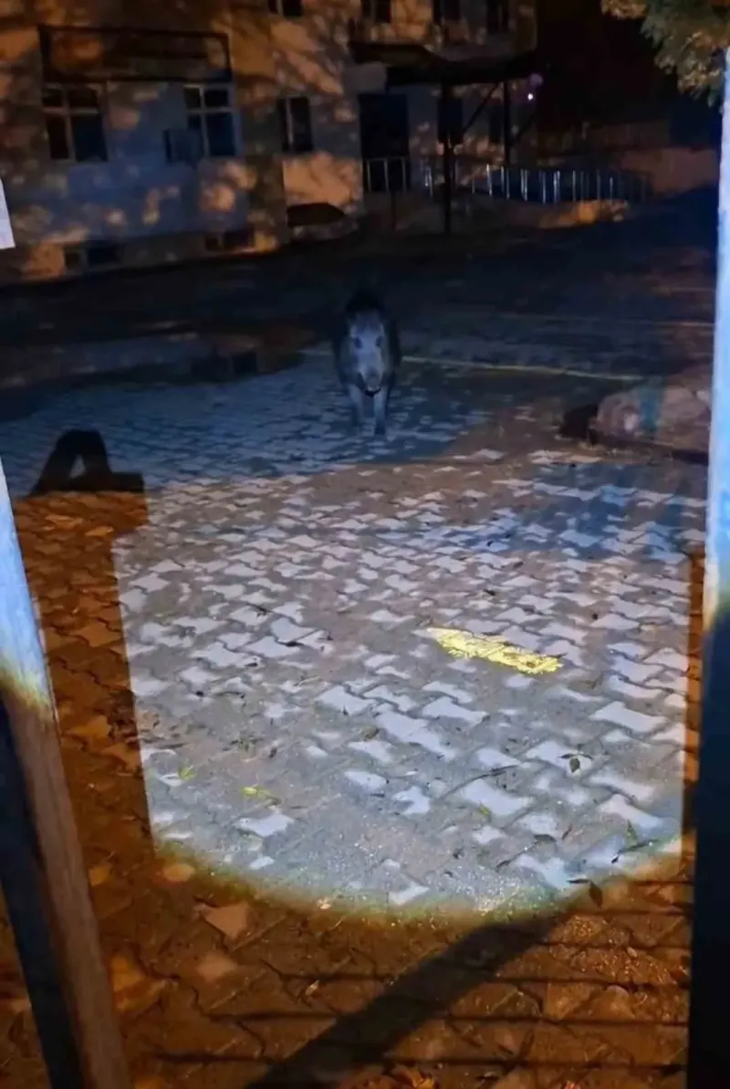 Tunceli'de Evinin Önüne Gelen Yaban Domuzu Vatandaşa Korku Dolu Anlar Yaşattı