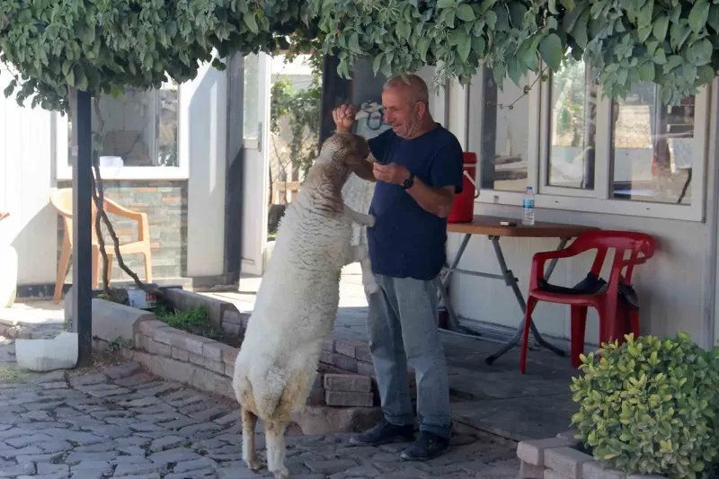 Şanlıurfa'da Bekçi İle Kuzunun Sıra Dışı Dostluğu Yürek Isıtıyor