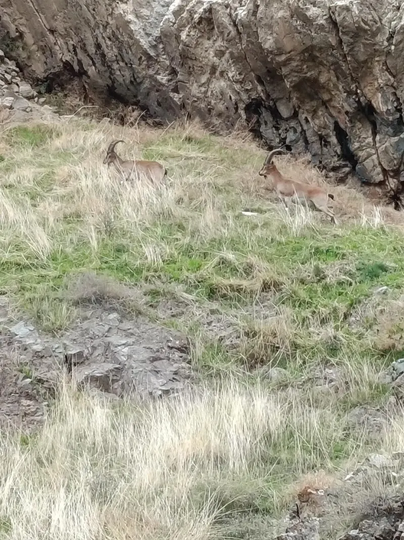 Elazığ'da Koruma Altındaki Dağ Keçileri Sürü Halinde Görüntülendi