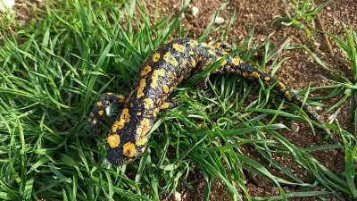 Erzincan'da Nesli Tükenme Tehlikesindeki Benekli Semender Su Başında Görüldü