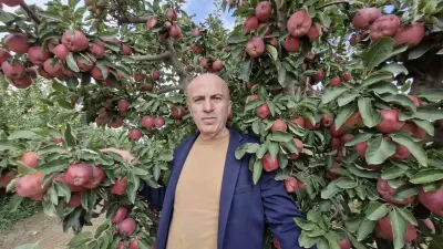 Karaman'da Elma Hasadında Yüksek Rekolte Fiyatları Aşağı Çekti