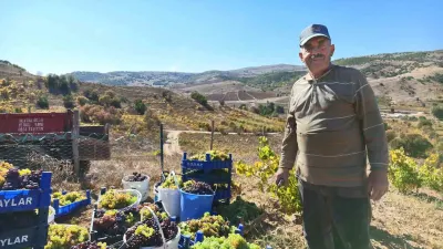 Yozgat Saraykent'te Bağ Bozumu Başladı Ve Hasanoğlan Üzümleri Pekmeze Dönüşüyor