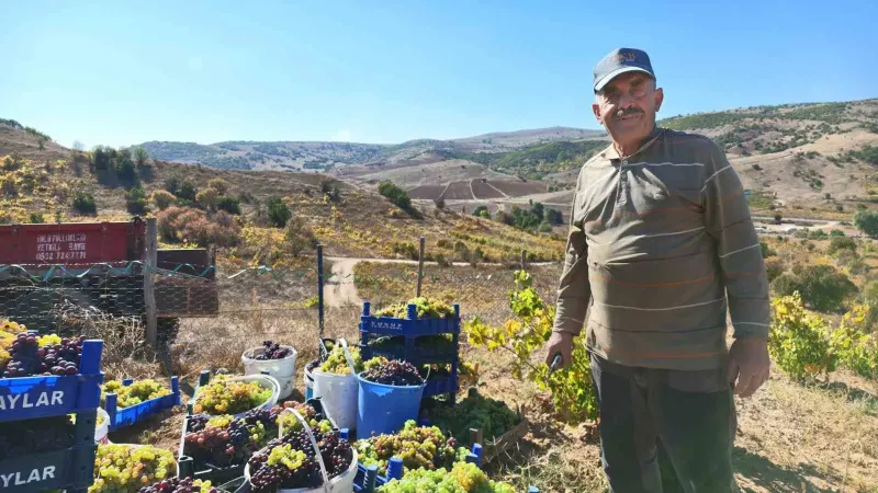 Yozgat Saraykent'te Bağ Bozumu Başladı Ve Hasanoğlan Üzümleri Pekmeze Dönüşüyor