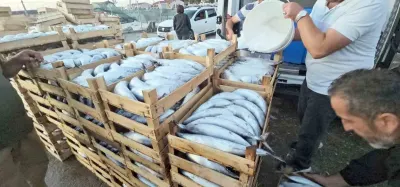 Kastamonu Cide Açıklarında Palamut Bolluğu Fiyatları Düşürdü