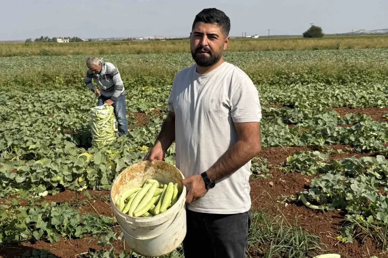 Gaziantep Oğuzeli İlçesinde Turşuluk Acur Hasadı Başladı