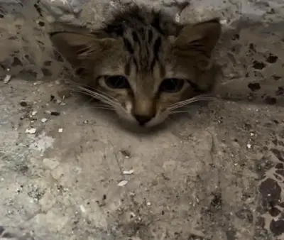 Osmaniye’de Su Giderine Sıkışan Yavru Kedi İtfaiye Tarafından Kurtarıldı