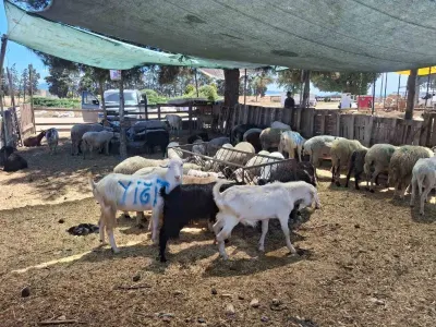 Aydın’da Nazilli ve Çine Hayvan Pazarları Açılıyor