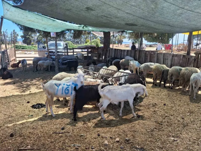 Aydın’da Nazilli ve Çine Hayvan Pazarları Açılıyor