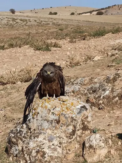 Elazığ'da Yaralı ve Bitkin Halde Bulunan Çaylak Kuşu Koruma Altına Alındı