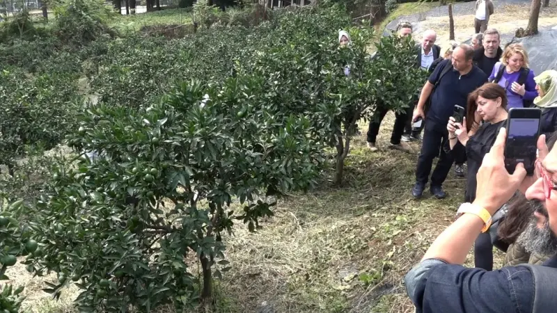 Rize Gastronomisi Tarladan Sofraya Yeni Bir Dönüşüm Hikâyesi Yazıyor