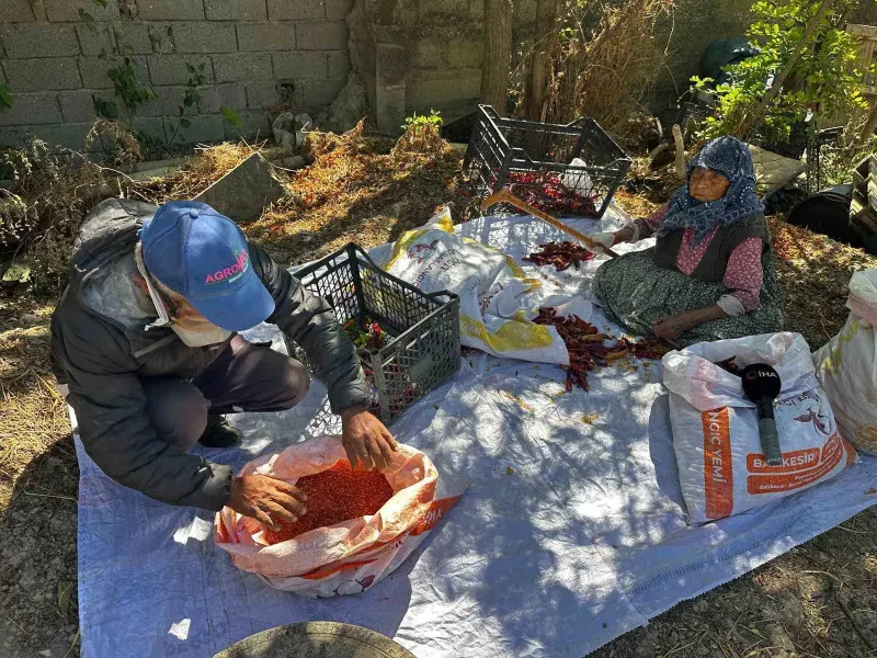Doksan Yaşındaki Annenin Evlat Sevgisi Acı Biberi Tatlı Kıldı