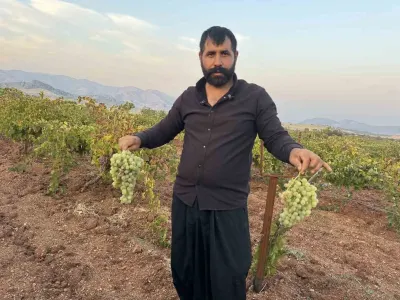Diyarbakır Çermik'te Üzüm Hasadı Başladı ve Ürünler 81 İle Ulaştırılıyor