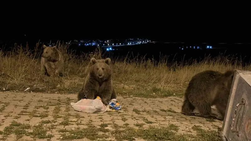 Kars Sarıkamış'ta Boz Ayıların Sokaklardaki Görüntüleri Gündem Oldu