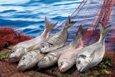 Muğla Su Ürünleri İhracatında Ege'nin Gücü Olmaya Devam Ediyor
