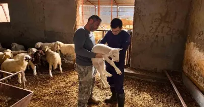 Afyonkarahisar Bölgesinde Küçükbaş Hayvanlar İçin Aşılama Seferberliği Sürüyor