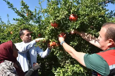 Muğla Ortaca'da Nar Hasadı Başladı