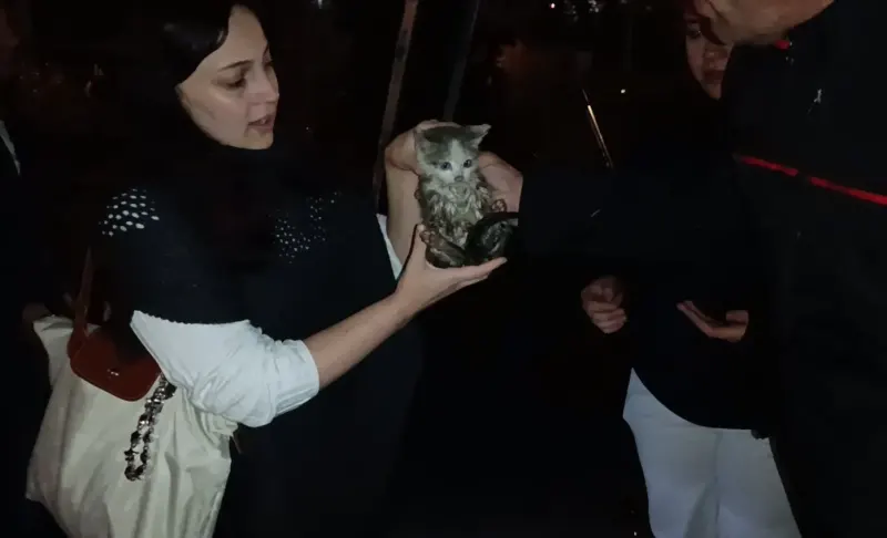Gümüşhane'de Harşit Çayı Kenarında Mahsur Kalan Yavru Kedi Kurtarıldı