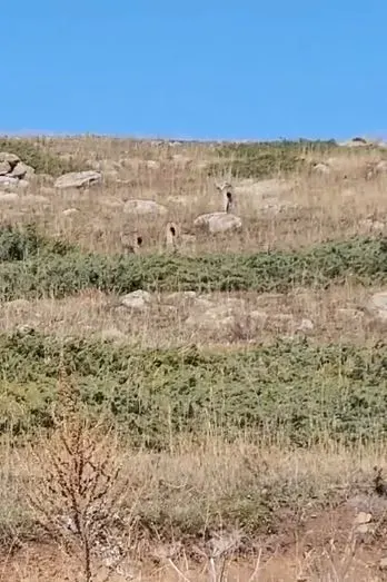 Ardahan'da Yaban Hayatının Nadir Üyesi Vaşak Ve Yavruları Görüntülendi