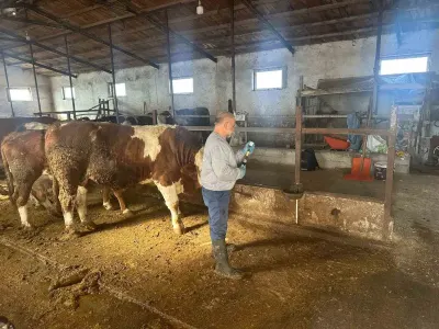 Aydıntepe İlçesinde Şap Aşılama Kampanyası 13 Köyde Tamamlandı