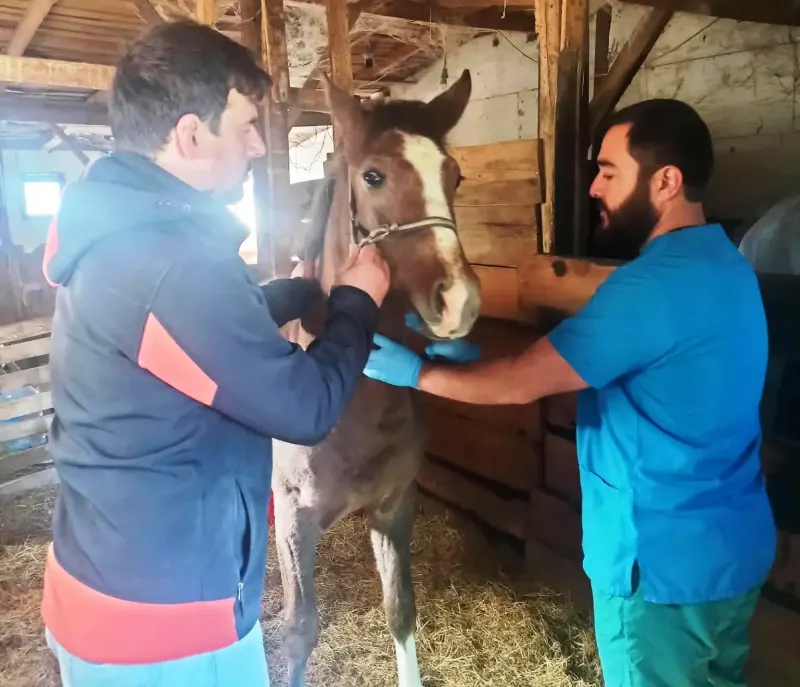 Kütahya'da Dünyaya Gelen Safkan Arap Taylarının Tescil İşlemleri Tamamlandı