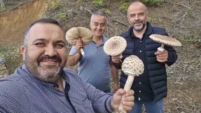 Konya Beyşehir Ormanlarında Motorlu Testereyle Farklı Mantar Hasadı