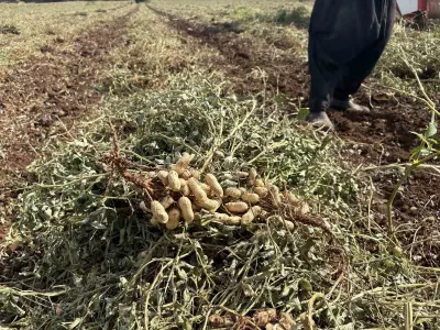 Osmaniye’de Yer Fıstığı Hasadında Yüksek Verim Sevinci