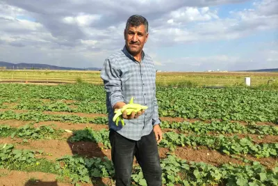 Araban Ovası'nda Turşuluk Acur Hasadı Başladı