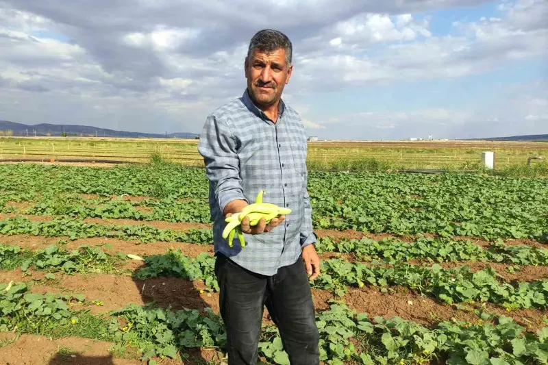 Araban Ovası'nda Turşuluk Acur Hasadı Başladı