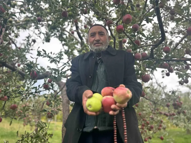 Van'da 75 Yaşındaki Çiftçi Tek Ağaçta İki Farklı Renkte Elma Yetiştirdi