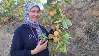 Sarıgöl’de Cennet Hurması Hasadı Başladı ve Meyve Cipsine Dönüşüyor