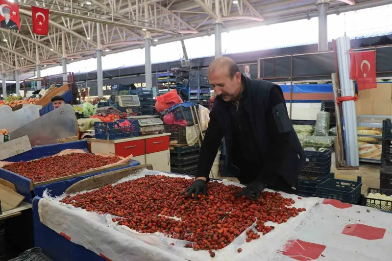 Sivas'ta Dikenli Dallar Arasında Zorlu Kuşburnu Hasadı Başladı