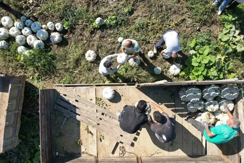 Sakarya'nın Coğrafi İşaretli Beyaz Elmas'ında Hasat Başladı