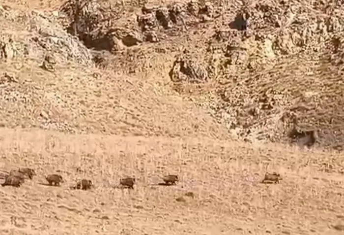 Van Özalp İlçesinde Sürü Halindeki Yaban Domuzları Kameralara Yansıdı