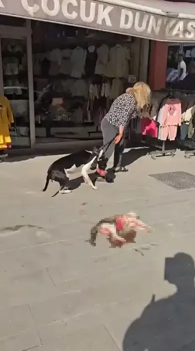 Esenyurt’ta Yasaklı Irk Köpeğin Saldırısına Uğrayan Sokak Kedisi Telef Oldu