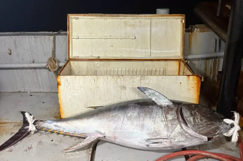 Saros Körfezi’nde Dev Orkinos Heyecanı: 175 Kiloluk Balık Yakalandı