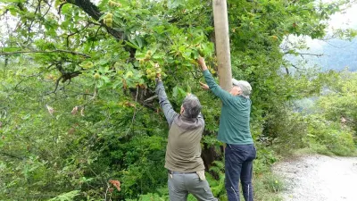 Kastamonu Ormanlarında Kuzu Kestanesi Hasadı Başladı: Fiyatlar 350 Liraya Ulaştı