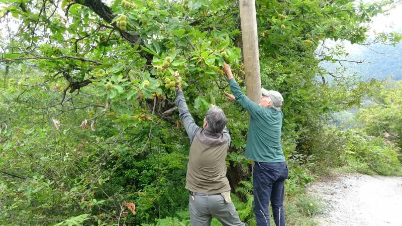Kastamonu Ormanlarında Kuzu Kestanesi Hasadı Başladı: Fiyatlar 350 Liraya Ulaştı