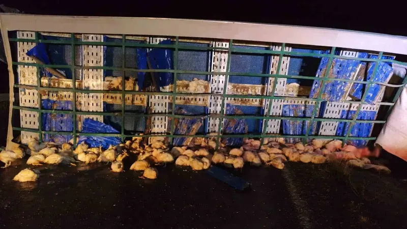Yozgat'ta Tavuk Yüklü Tır Devrildi: Çok Sayıda Tavuk Telef Oldu