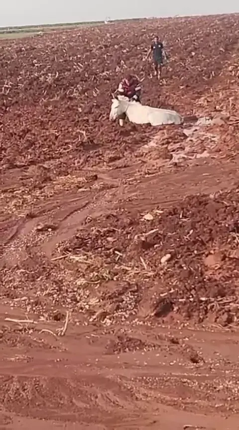 Hatay'da Çamura Saplanan Eşek İtfaiye Ekipleri Tarafından Kurtarıldı