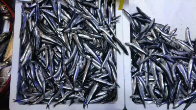 Türkiye’nin Hamsi İhracatında Miktar Ve Değer Bazında Önemli Artış Yaşandı