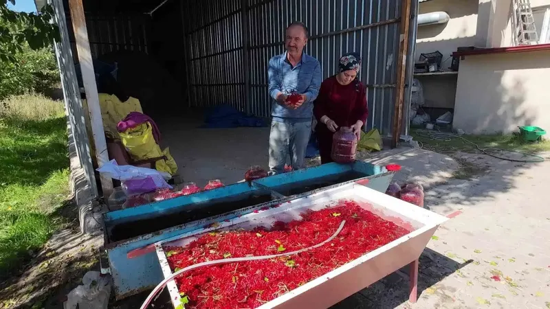 Yozgat'ta Sulak Alanların Şifalı Meyvesi Gilaburu İçin Hasat Başladı