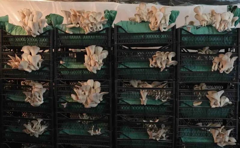 Erzurumlu Gençlerin Hobi Olarak Başlattığı İstiridye Mantarı Üretimi